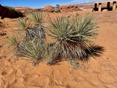 Yucca angustissima kanabensis