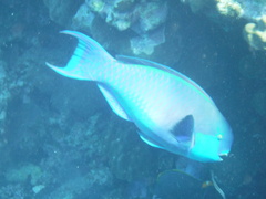 Chlorurus gibbus