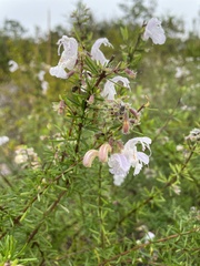 Conradina grandiflora