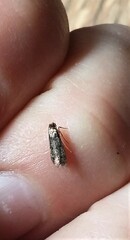 Tineinae