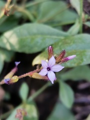 Plumbago pulchella