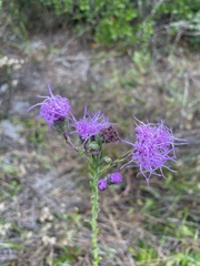 Liatrinae