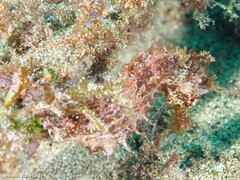 Hippocampus hippocampus