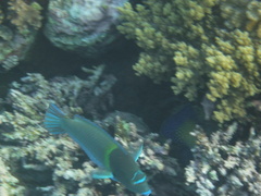 Anampses caeruleopunctatus