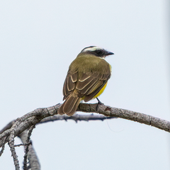 Myiozetetes similis