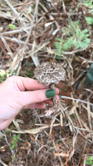 Strobilomyces strobilaceus image