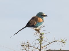Coracias abyssinicus