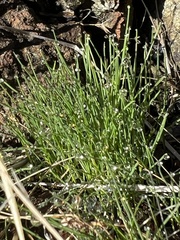 Schoenoplectus americanus