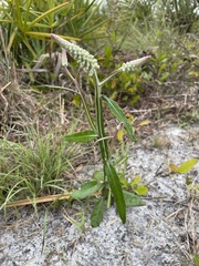 Pterocaulon pycnostachyum