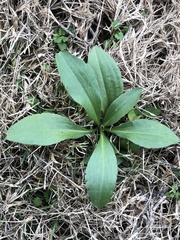 Ditaxis humilis