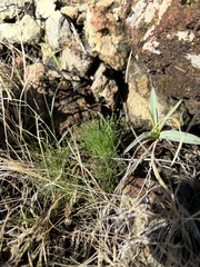 Schoenoplectus americanus