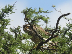 Spiziapteryx circumcincta