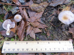 Inocybe pallidicremea