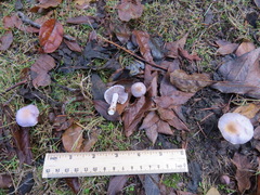 Inocybe pallidicremea
