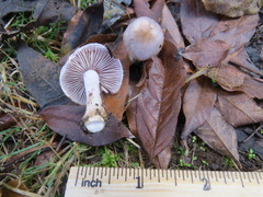 Inocybe pallidicremea