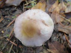 Inocybe pallidicremea