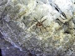 Dolomedes