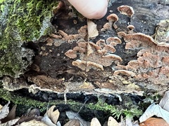 Merulius tremellosus