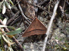 Epidesmia chilonaria