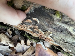 Merulius tremellosus