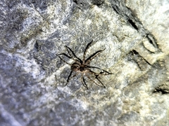 Dolomedes