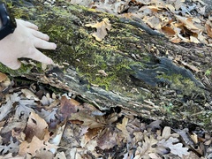 Merulius tremellosus