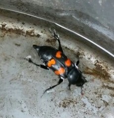 Nicrophorus carolina