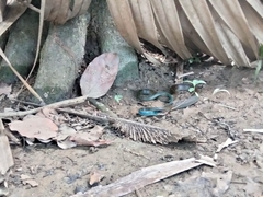 Drymobius margaritiferus