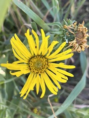 Grindelia hirsutula