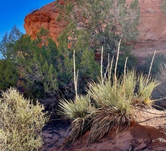 Yucca angustissima kanabensis