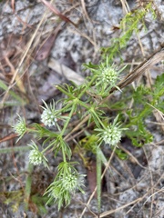 Eryngium aromaticum