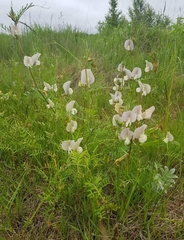 Vicia grandiflora