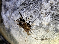 Hemiandrus celaeno