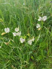 Vicia grandiflora