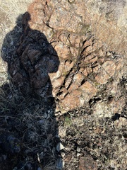 Schoenoplectus americanus