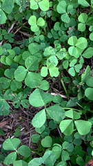 Medicago arabica