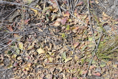 Euphorbia tuberosa