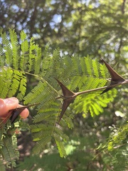 Vachellia cornigera