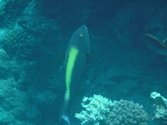 Cetoscarus bicolor