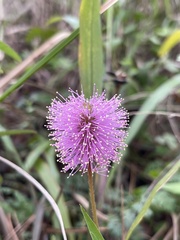 Mimosa strigillosa