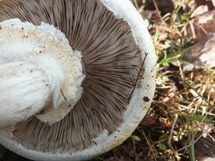 Agaricus arvensis
