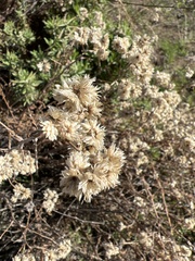 Pseudognaphalium biolettii