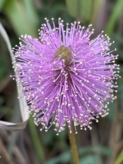 Mimosa strigillosa