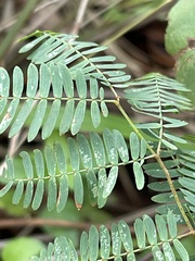 Mimosa strigillosa