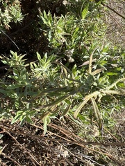 Pseudognaphalium biolettii