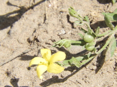 Menodora integrifolia