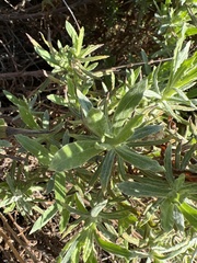 Pseudognaphalium biolettii