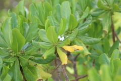 Scaevola taccada