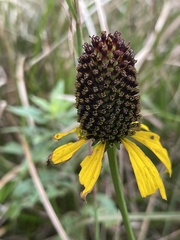 Rudbeckia texana