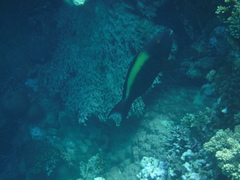 Cetoscarus bicolor